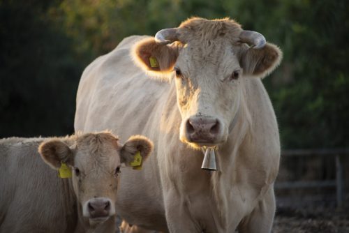 Intega-MILK: Bienestar Animal Durante El Secado