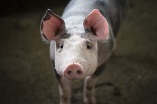 La Producción De Carne De Cerdo En 2020 Rebasa Los 5 Mt Y Crece Un 8%