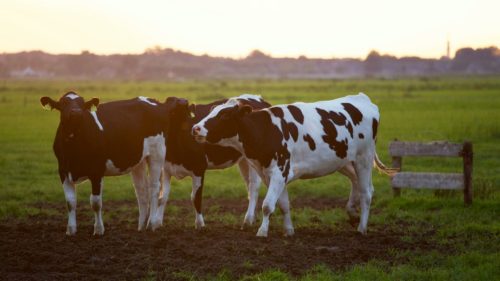 Intega-MILK: La Mastitis Bovina Se Detectaría Con Imágenes Infrarrojas