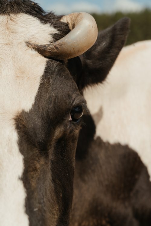 Intega-MILK: Secado Selectivo En Vacuno De Leche: ¿Qué Es Lo Que Funciona Y Lo Que No?