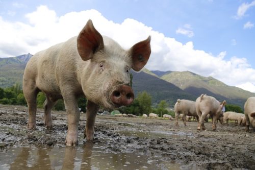 La PPA Sigue Afectando Fuertemente En Los Mercados Mundiales De La Carne De Cerdo